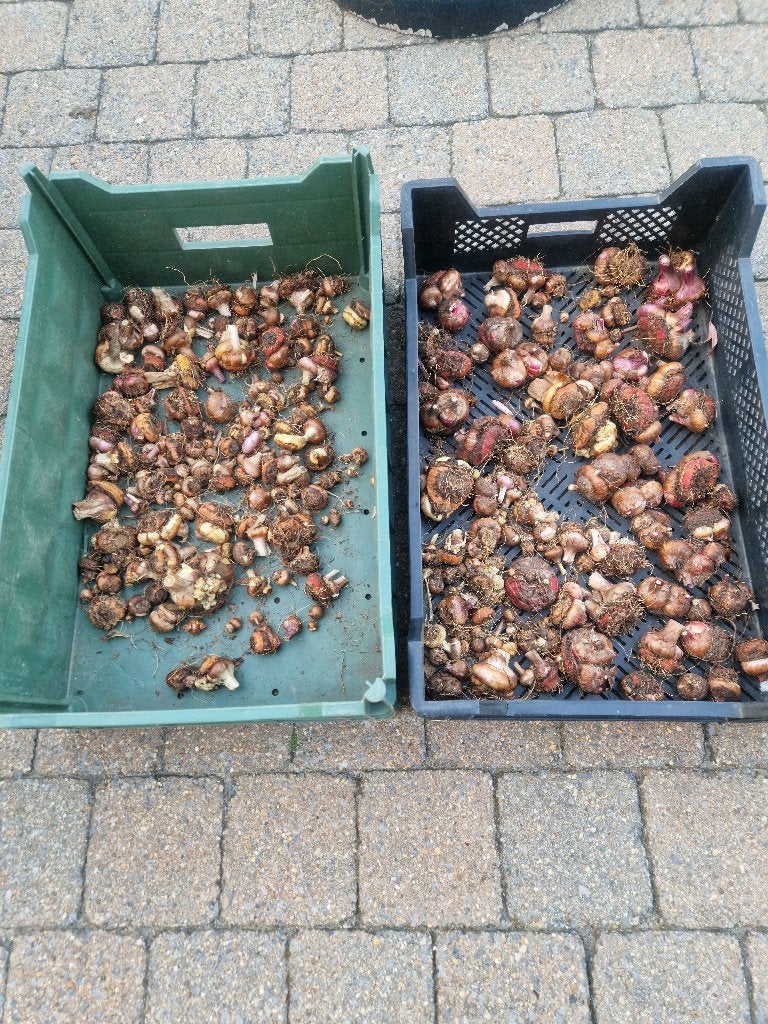 Uitgebloeide gladiolen voor de knollen 10€ voor allemaal, Volle zon, Vaste plant, Zomer, Ophalen