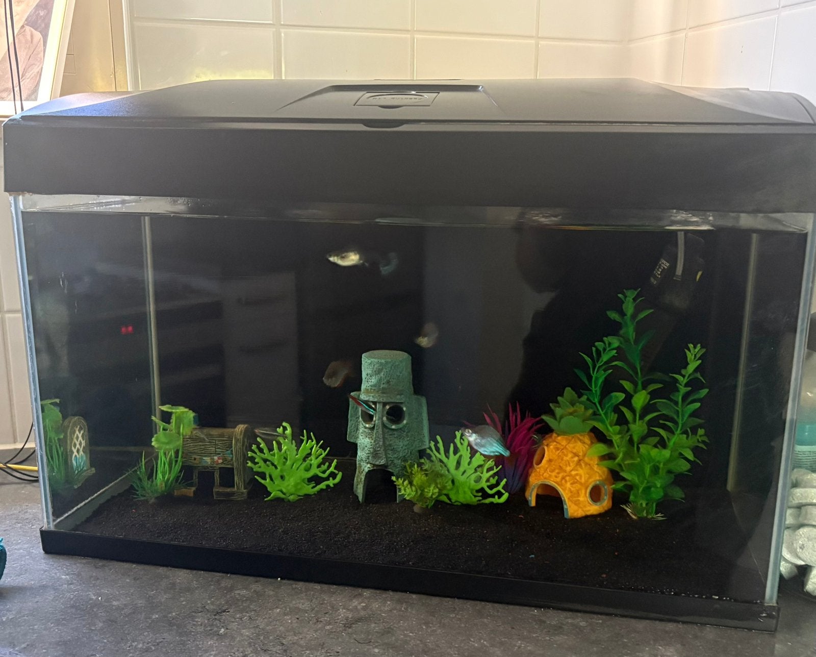 Aquarium met 8 vissen te koop, Ophalen, Pomp, Zo goed als nieuw, Decoratie