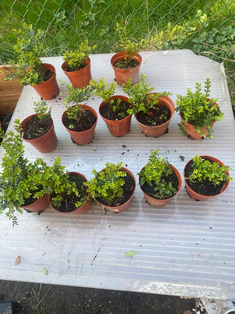 13 stuks Lonicera Nitida in pot, Ophalen