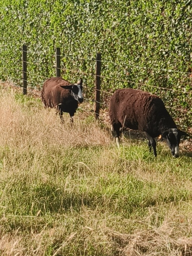 Zwartbles ooien te koop, Dieren en Toebehoren, Schapen, Geiten en Varkens, Vrouwelijk, Schaap, 3 tot 5 jaar