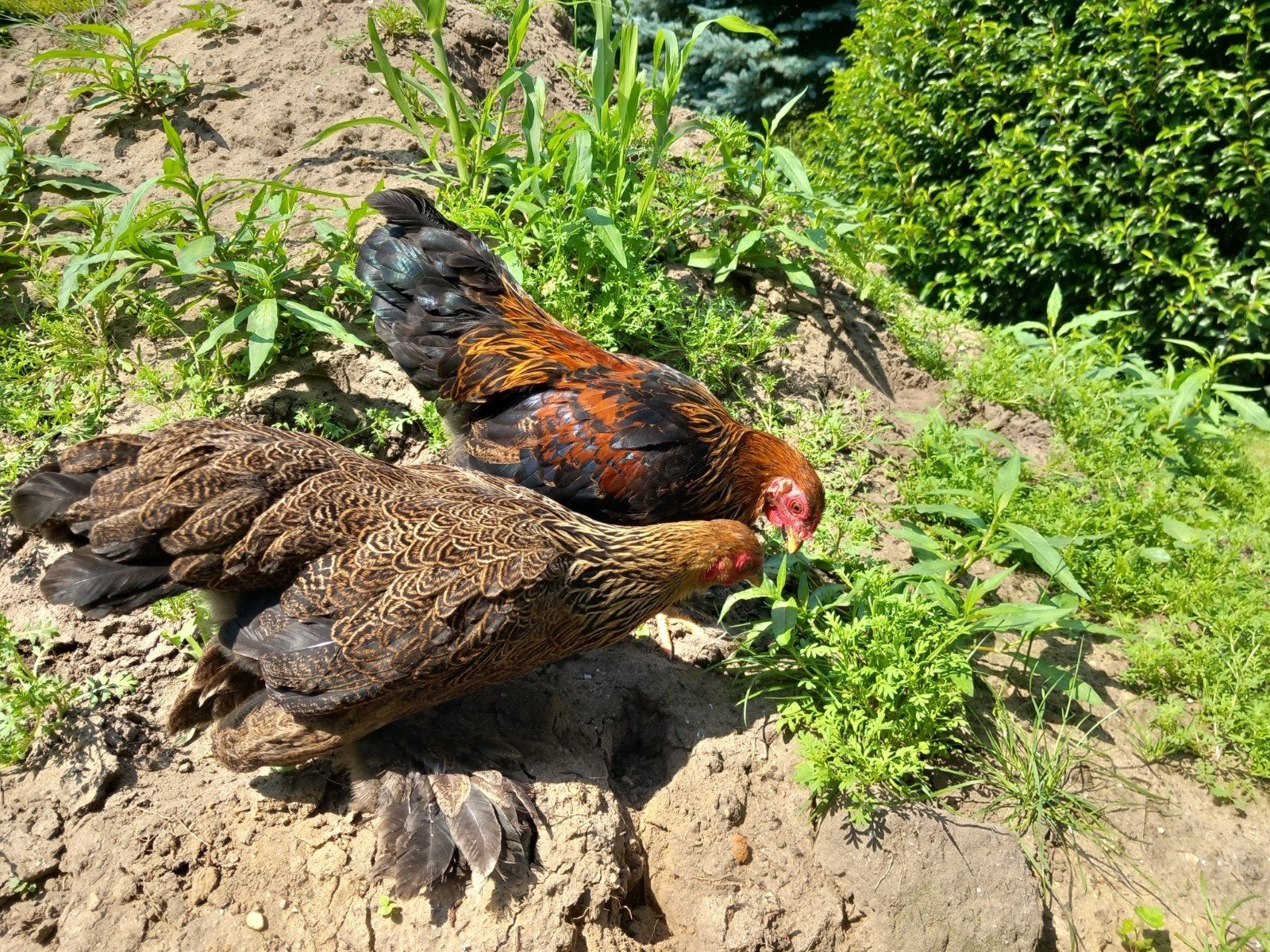 Koppel brahma kriel patrijs kleur, Plusieurs animaux, Poule ou poulet