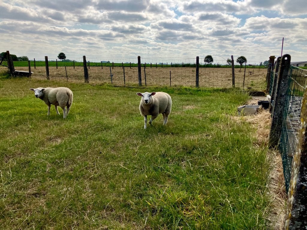 Mooi ram lam te koop, Animaux & Accessoires, Moutons, Chèvres & Cochons, Mâle, Mouton, 0 à 2 ans