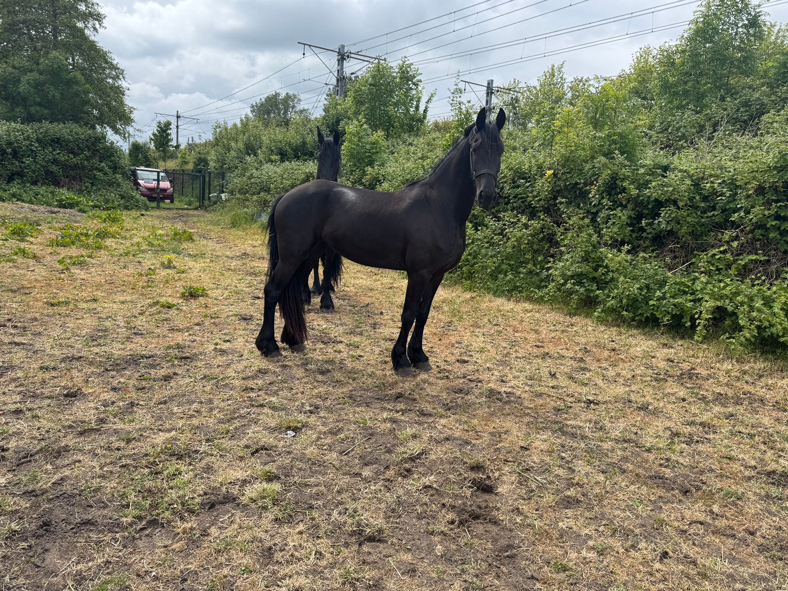 Brave friese merrie 3 jaar oud, Dieren en Toebehoren, Paarden, Merrie