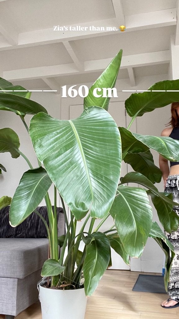 Strelitzia, Ophalen, 100 tot 150 cm, Overige soorten, In pot