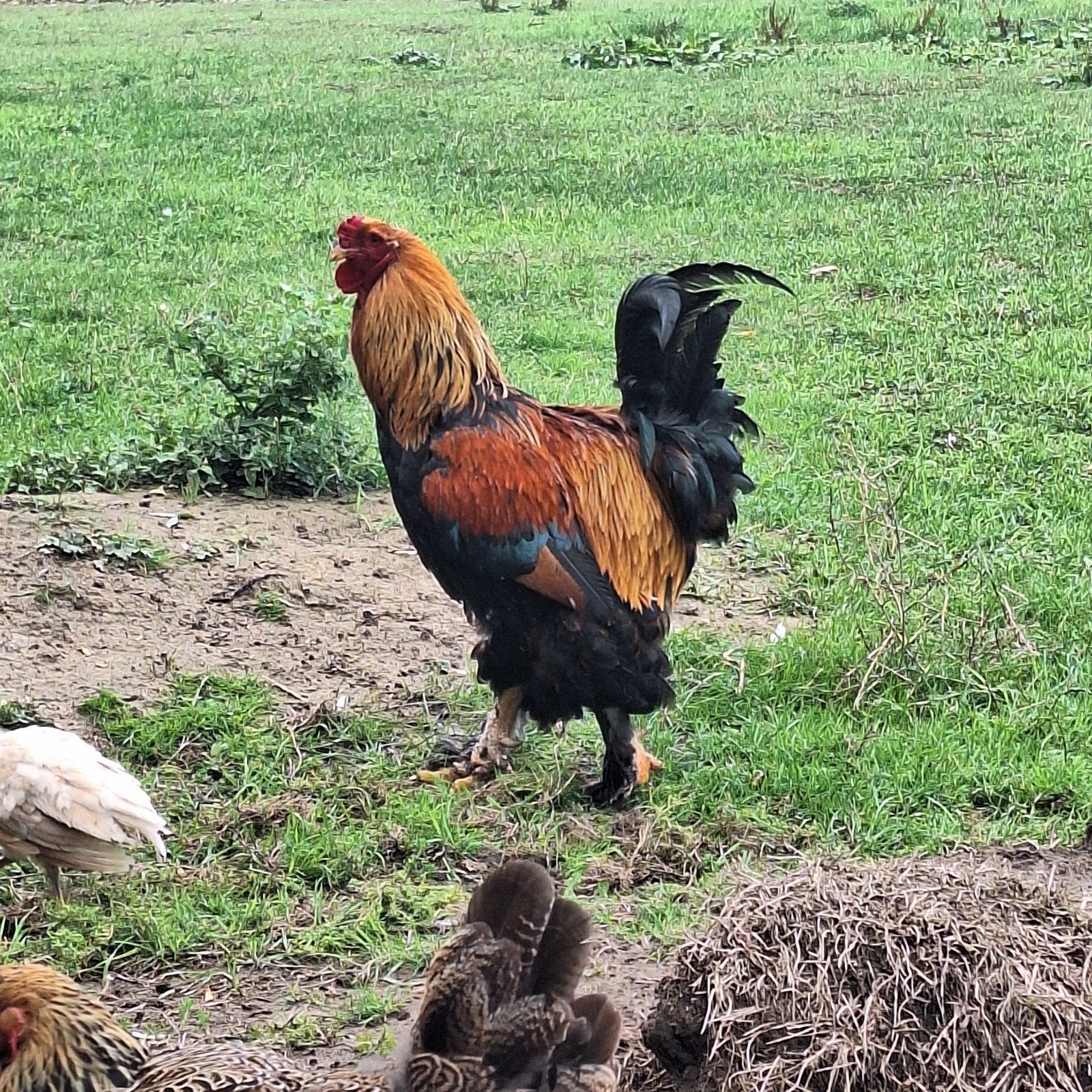 brahma haan goudpatrijs, Dieren en Toebehoren