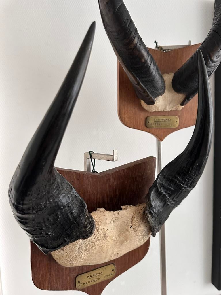 Trophées de chasse anciens avec plaques en laiton 1957 1958, Antiquités & Art, Envoi