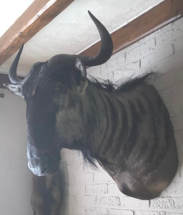 Wildebeest / gnoe jachttrofee wanddecoratie, Ophalen, Zo goed als nieuw, Wild dier, Opgezet dier