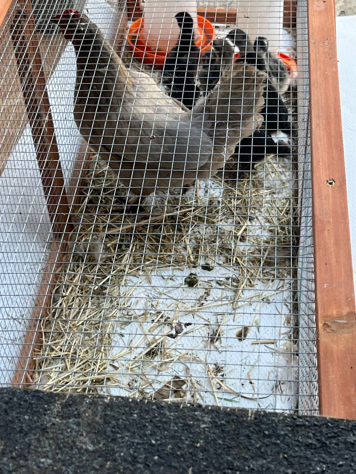 Legkippen met 11 kuikens, Dieren en Toebehoren, Pluimvee, Geslacht onbekend, Kip