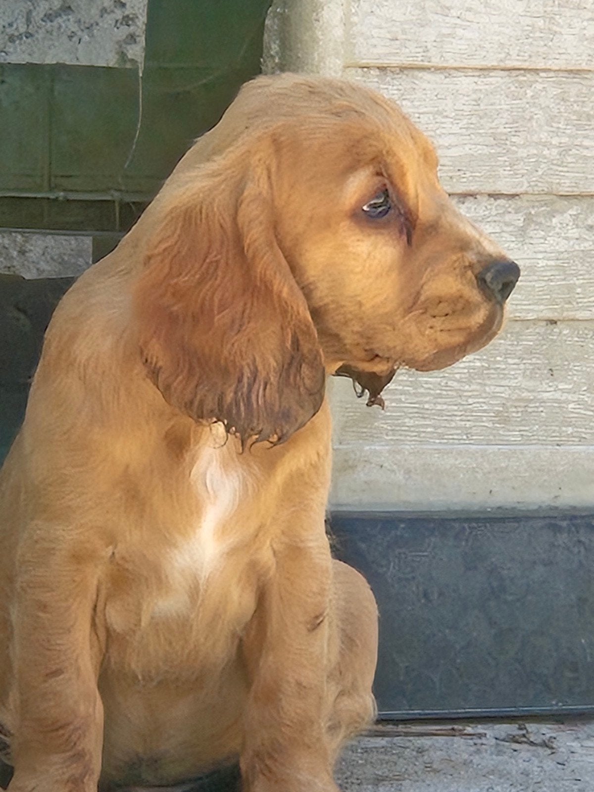 Engelse Cocker Spaniël pups, Animaux & Accessoires, Chiens | Retrievers, Épagneuls & Chiens d'eau, Maladie de Carré (chiens), Plusieurs