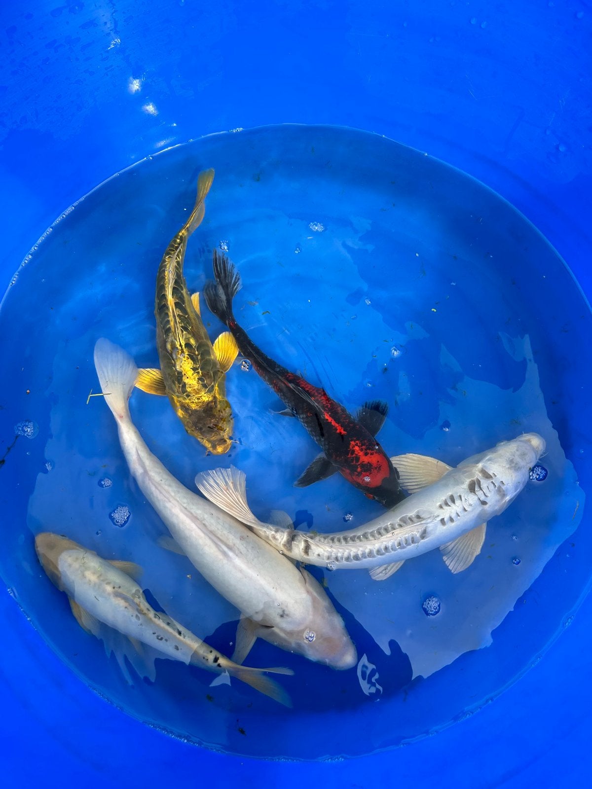 Leuke koi mix, Dieren en Toebehoren