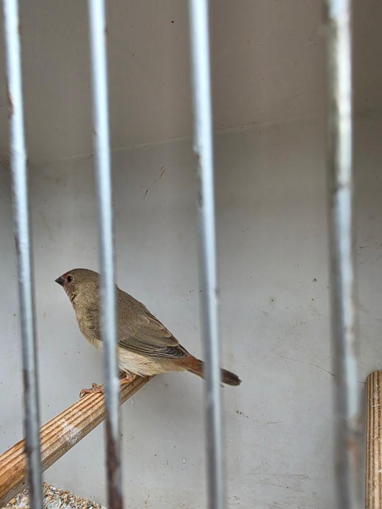 Binsenastrilde, Dieren en Toebehoren, Vogels | Overige Vogels