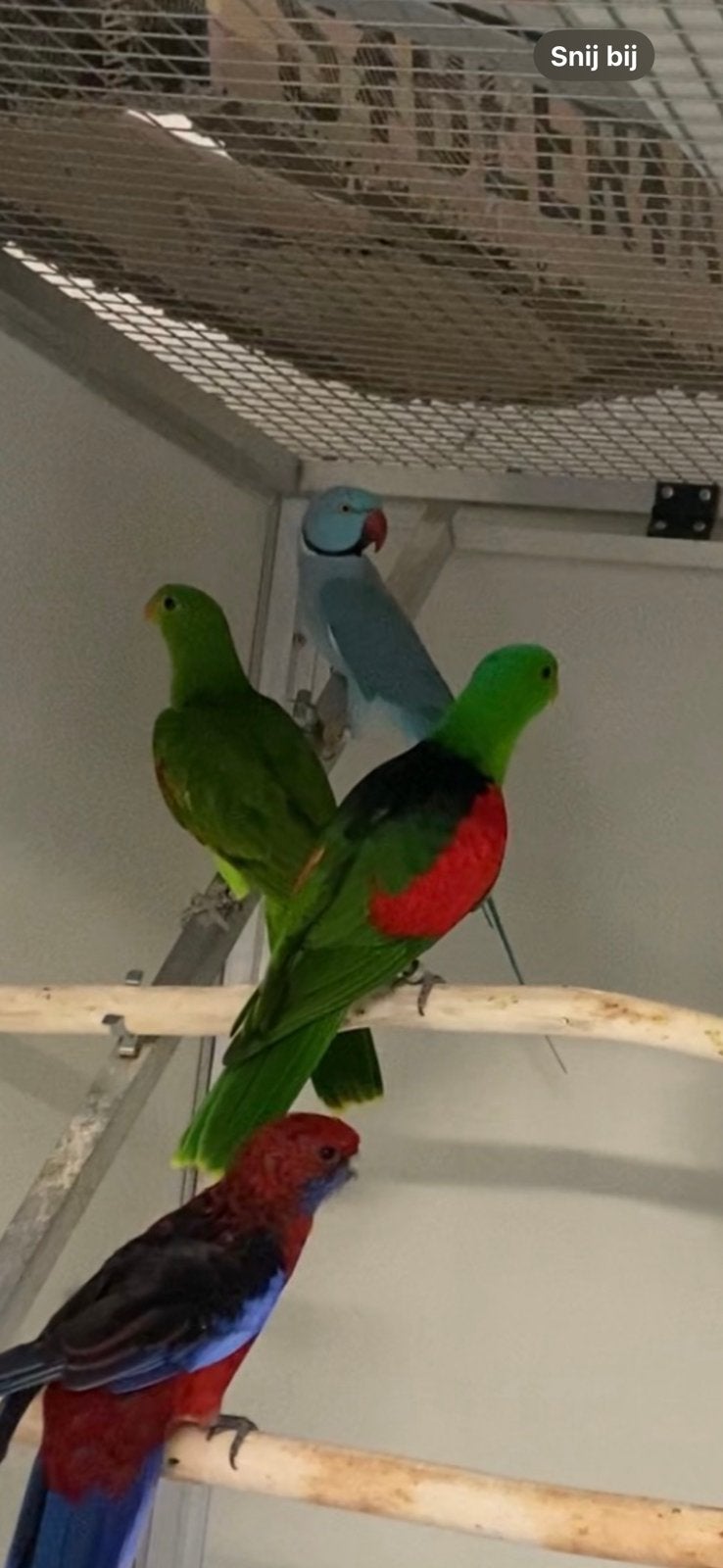 Kweekkoppel roodvleugel parkieten, Plusieurs animaux, Perruche, Bagué