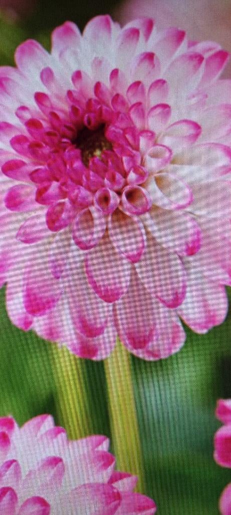 Dahlia pompon, Ophalen of Verzenden, Voorjaar, Volle zon, Knol