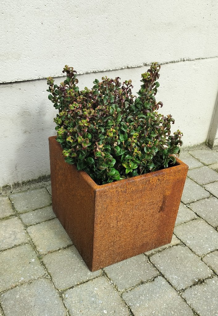 Cortenstaal bloembak, Ophalen, Minder dan 30 cm, Minder dan 60 cm, Vierkant