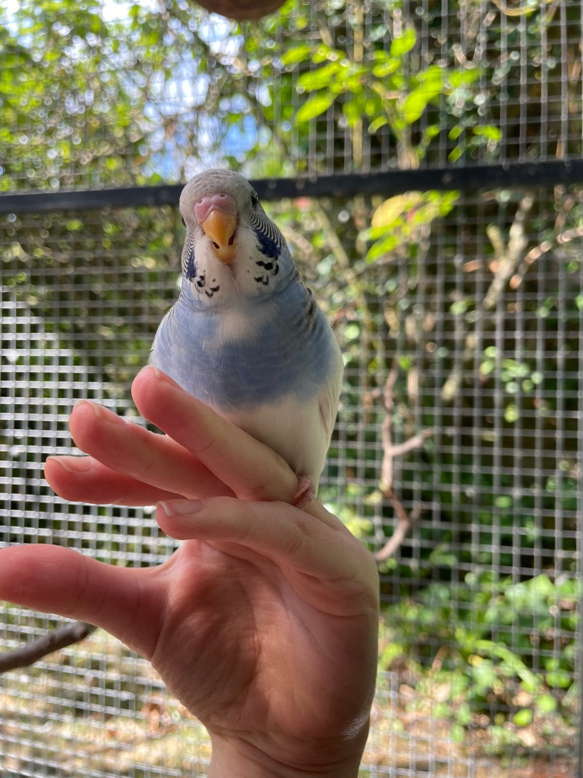 Mooie donkerblauwe grasparkiet, Sexe inconnu, Perruche