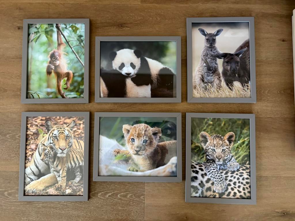 6 cadres « Bébés animaux » en couleurs, encadrés 27 x 21, Moins de 50 cm, Enlèvement, Utilisé, Bois