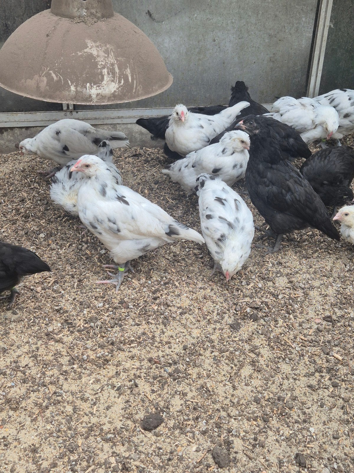 Blauwlegger haantjes en hennetjes, Dieren en Toebehoren, Meerdere dieren, Kip
