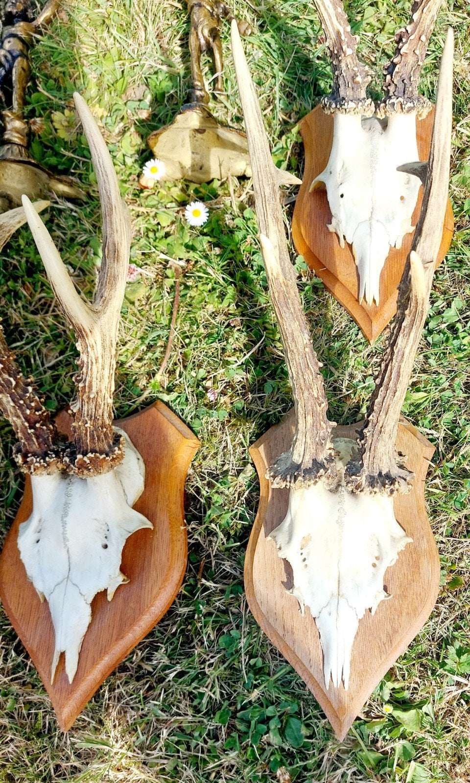 3 têtes de cerf avec bois, Collections, Enlèvement ou Envoi