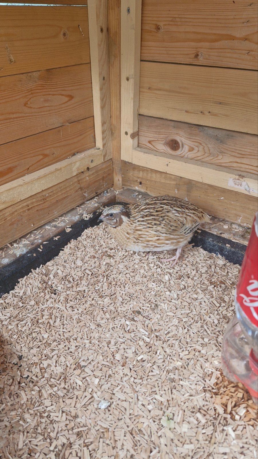 Kwartel mannetje, net geslachtsrijp, Dieren en Toebehoren, Pluimvee