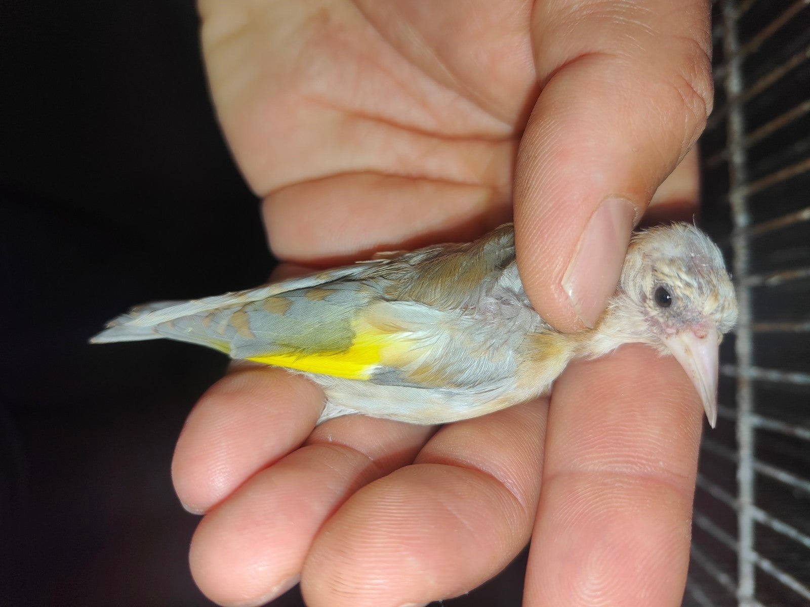 Damast distelvink, Dieren en Toebehoren