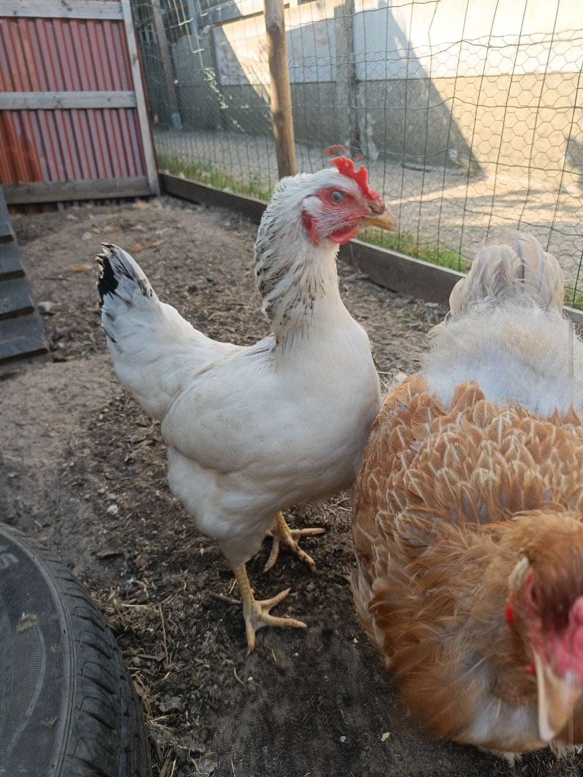 Sussex kip, Animaux & Accessoires, Volatiles, Poule ou poulet