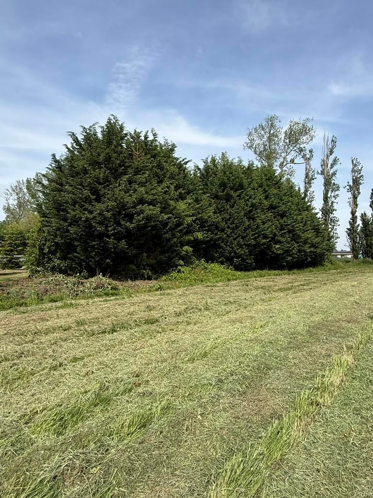 Gratis Leylandii coniferen brandhout zelf om te doen, Tuin en Terras, Brandhout, Ophalen, Stammen