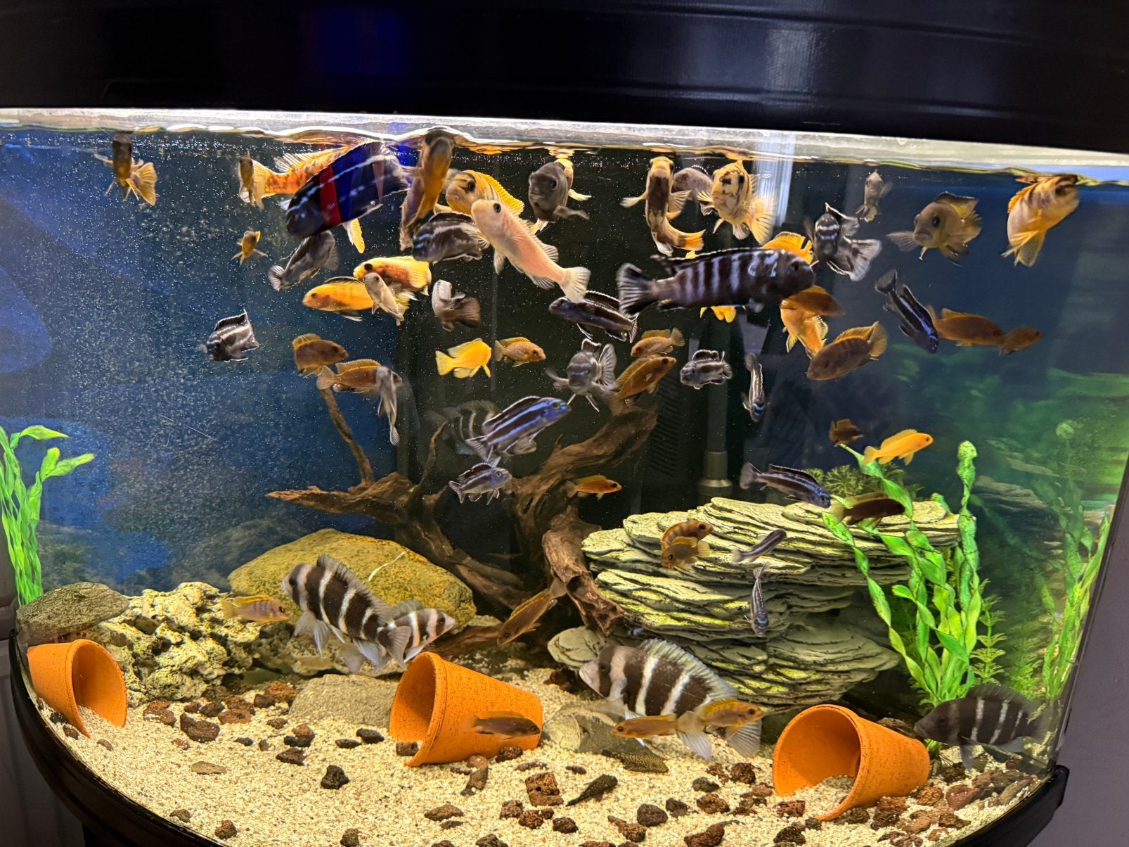 Kleine cichliden te koop – €3 per stuk, Poisson