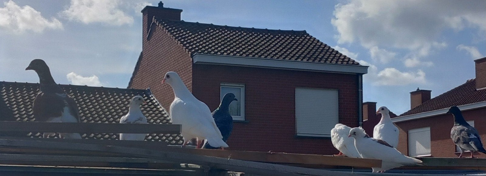 sierduiven te koop