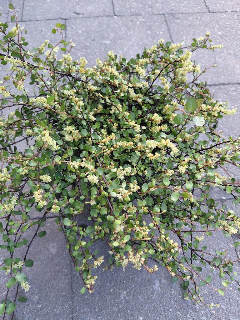 Muehlenbeckia, Tuin en Terras, Ophalen, Halfschaduw