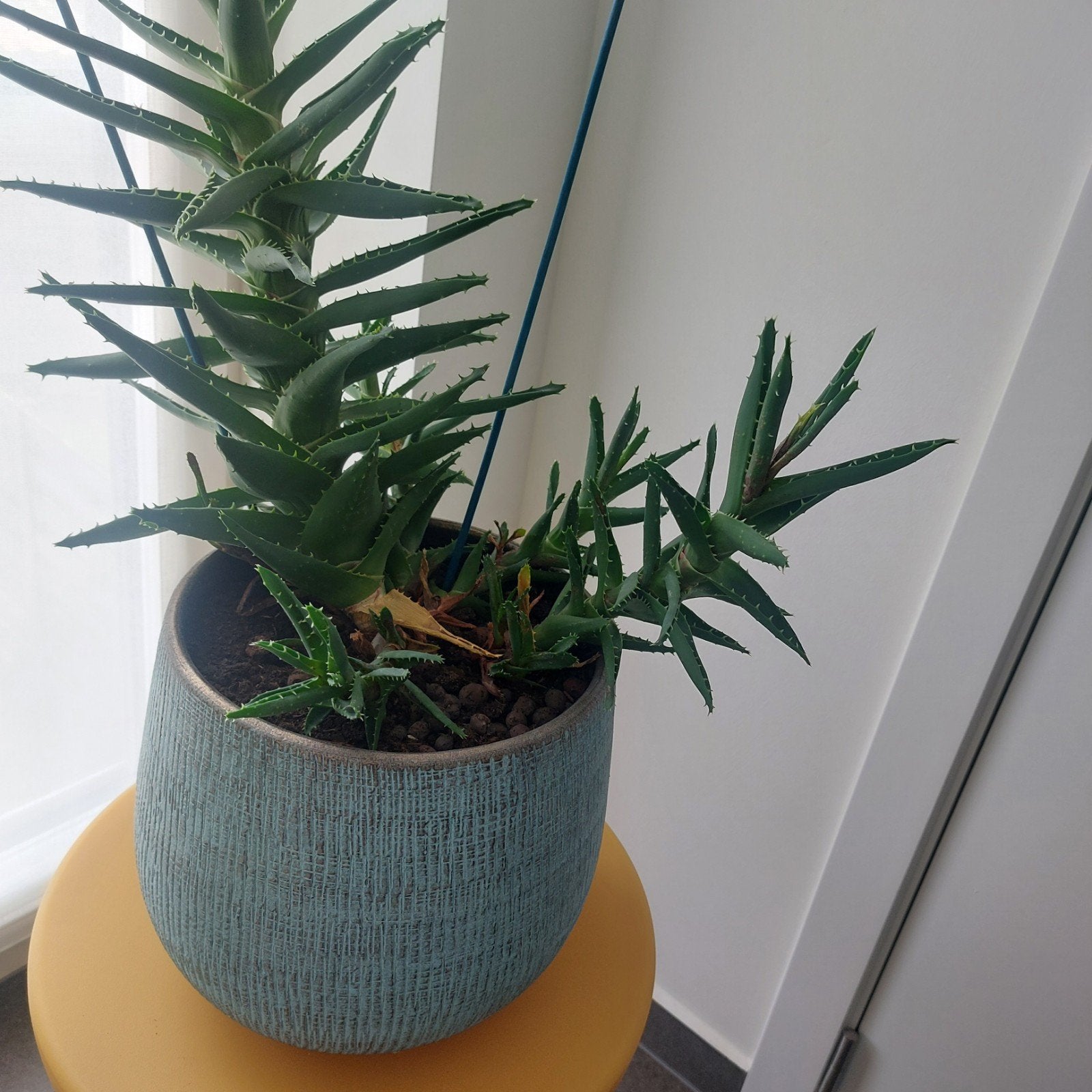 Cachepots, Ophalen