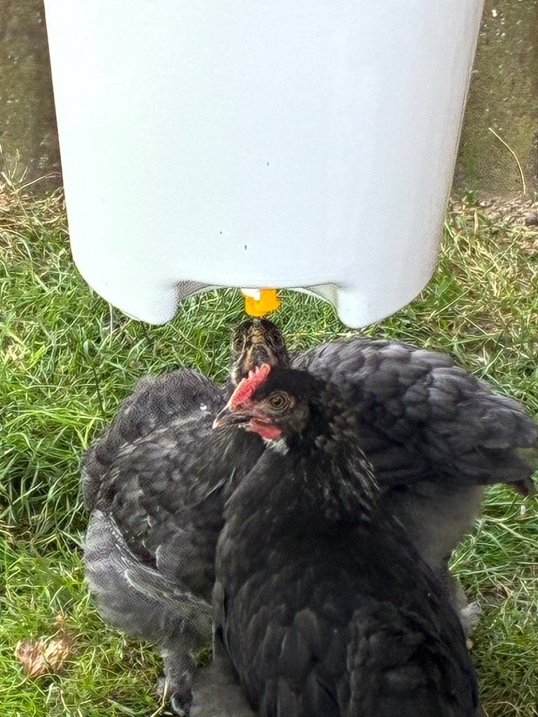 Dieren, Dieren en Toebehoren, Pluimvee, Mannelijk, Kip