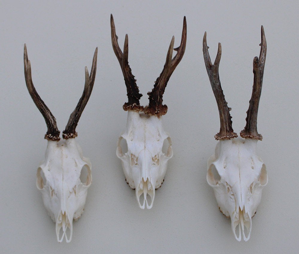 3 x mooi gebleekte REE SCHEDEL - ref. U, Collections, Collections Animaux, Enlèvement ou Envoi, Utilisé, Cerf, Crâne