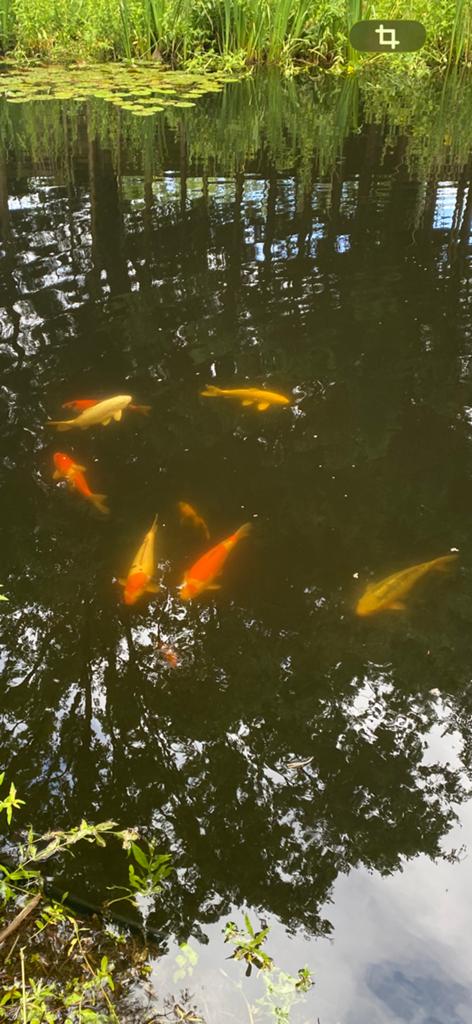 Koi 60cm te koop, Dieren en Toebehoren