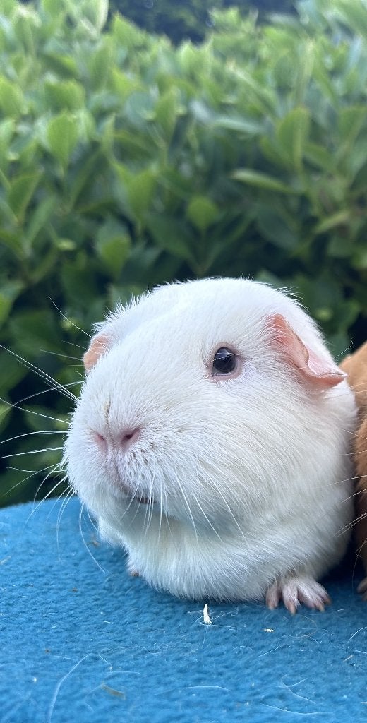witte cavia zeug, Cavia, December, Vrouwelijk, Tam