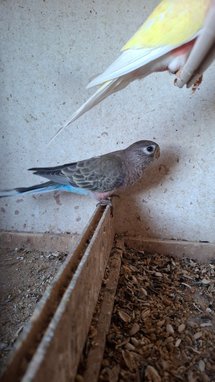 Bourkes, Meerdere dieren, Parkiet, Geringd