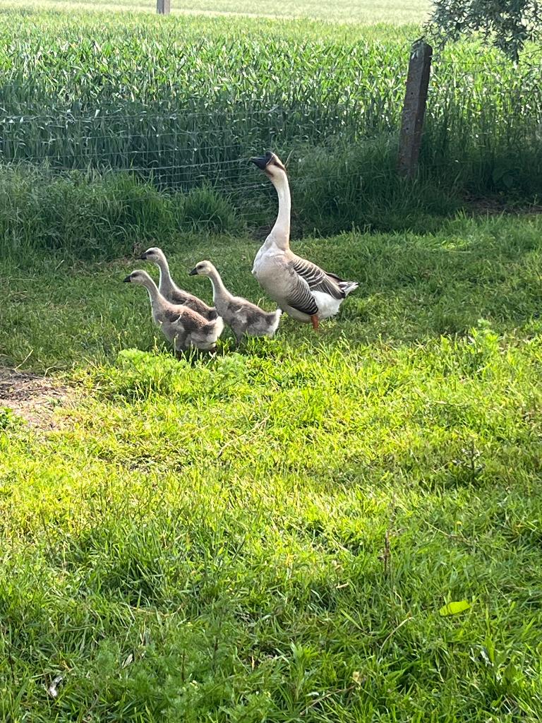 Knobbelganzen kuikens, Plusieurs animaux, Oie ou Cygne