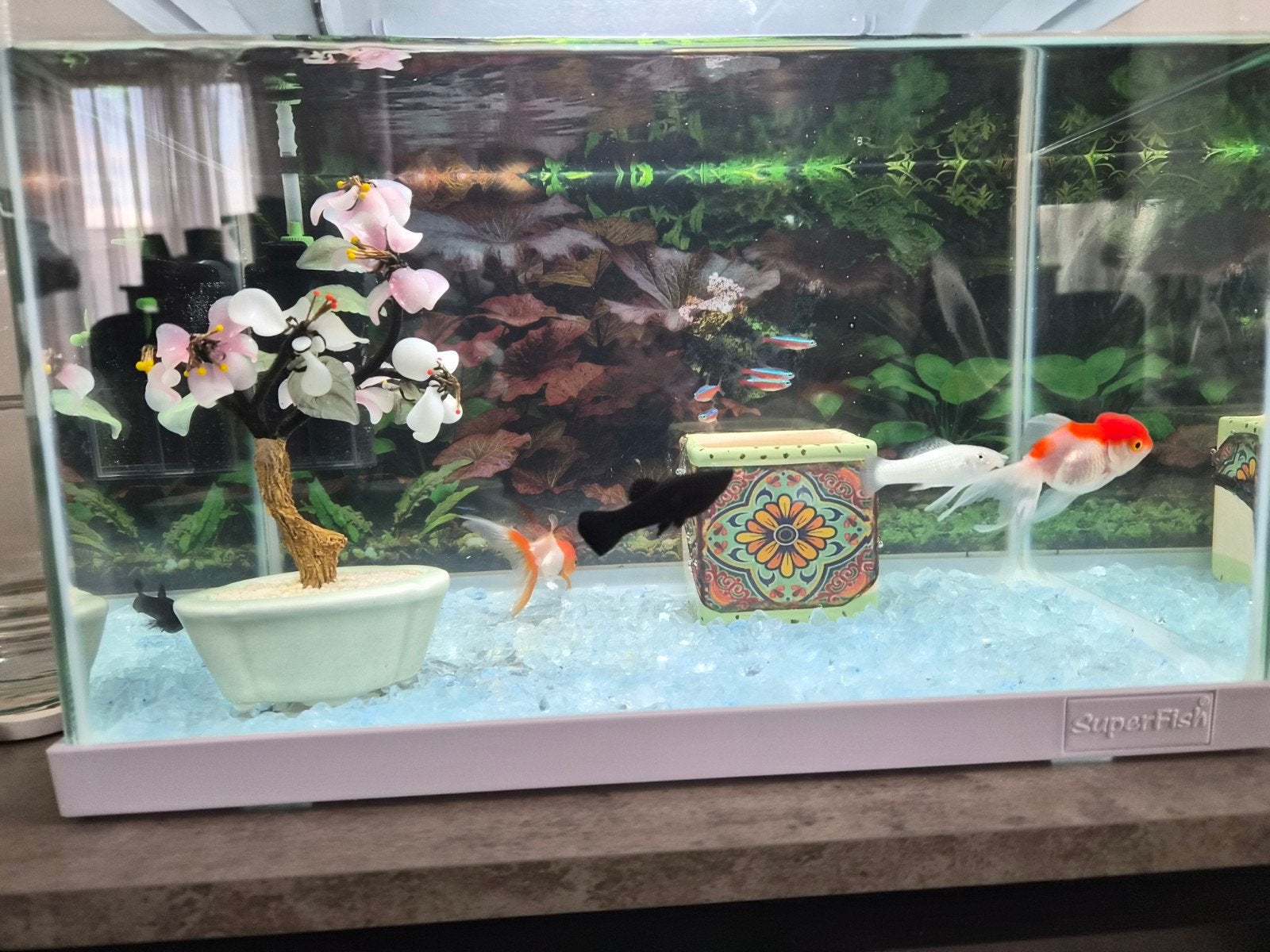 Molly's te koop, Ophalen