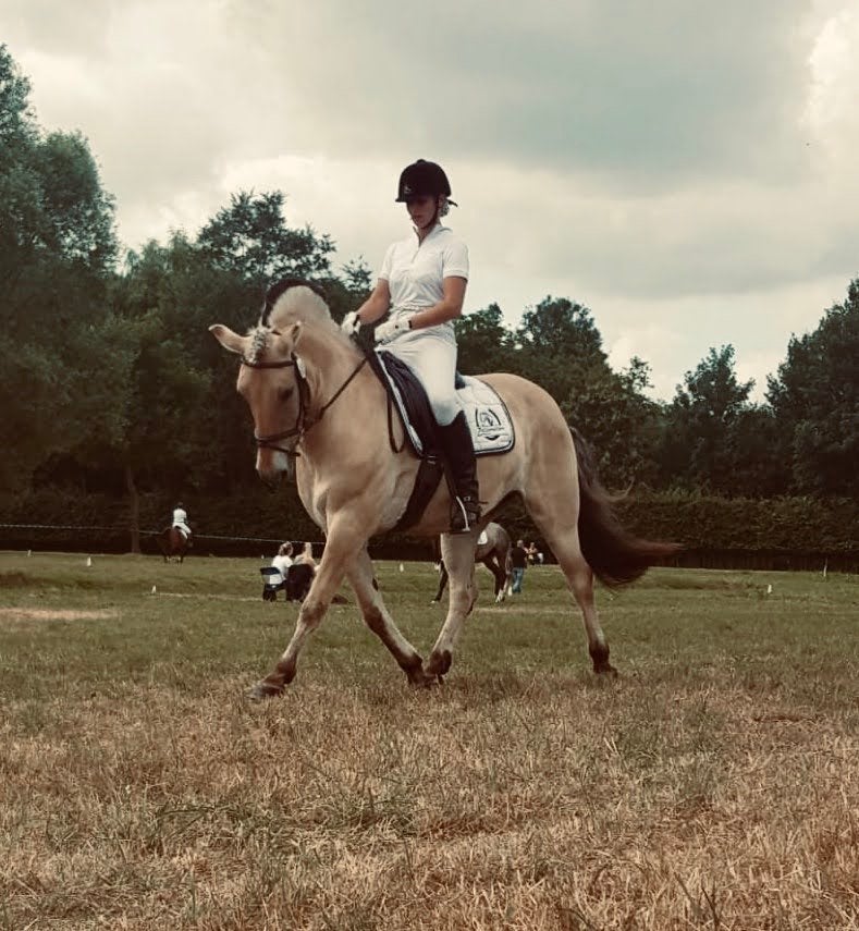 Fjordenruin te koop, Animaux & Accessoires, Chevaux, Hongre, Z, Moins de 160 cm, 11 ans ou plus, Cheval de récréation, Avec pedigree