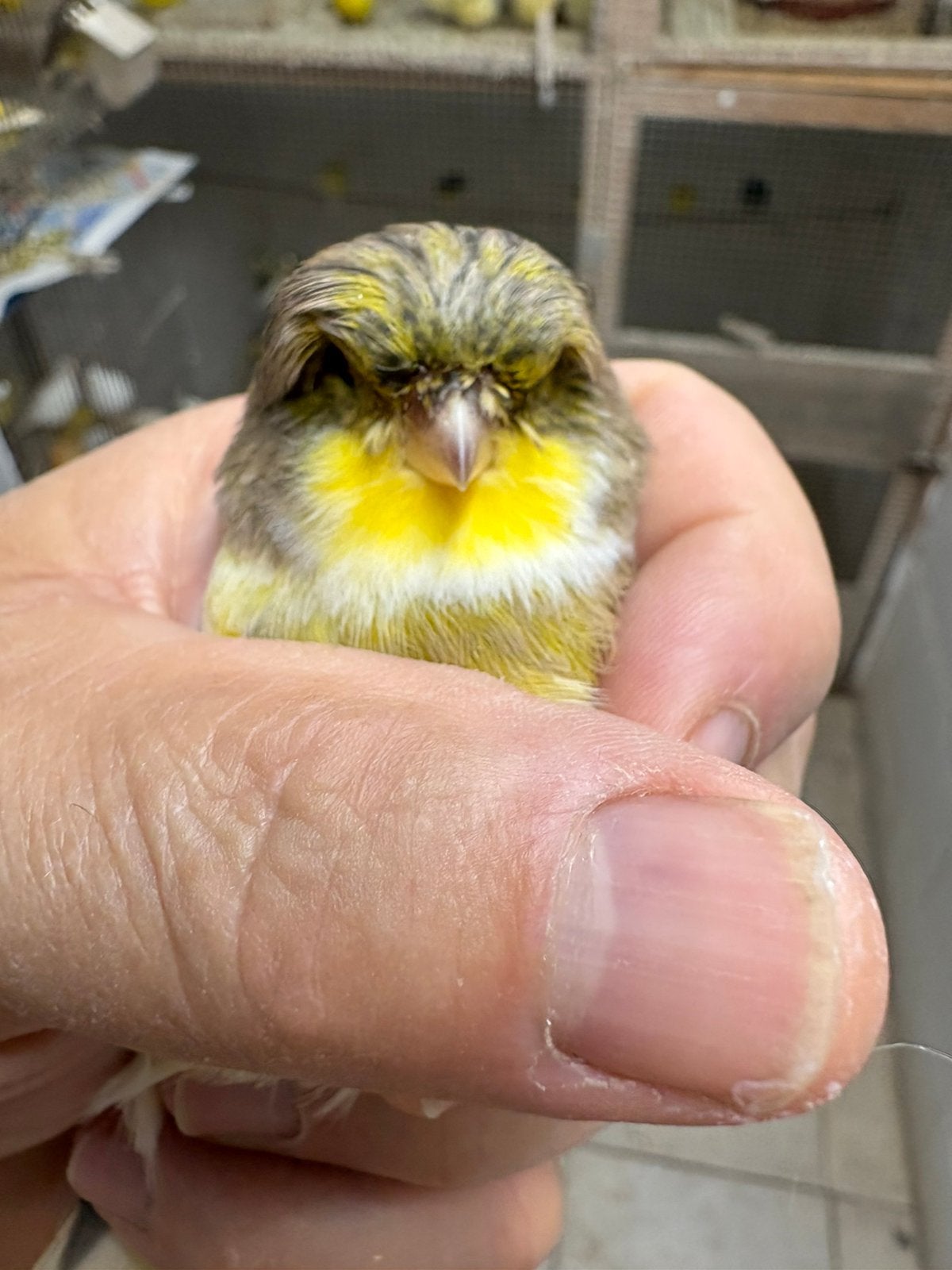 Canaries Glosters, Animaux & Accessoires, Plusieurs animaux, Canari de posture