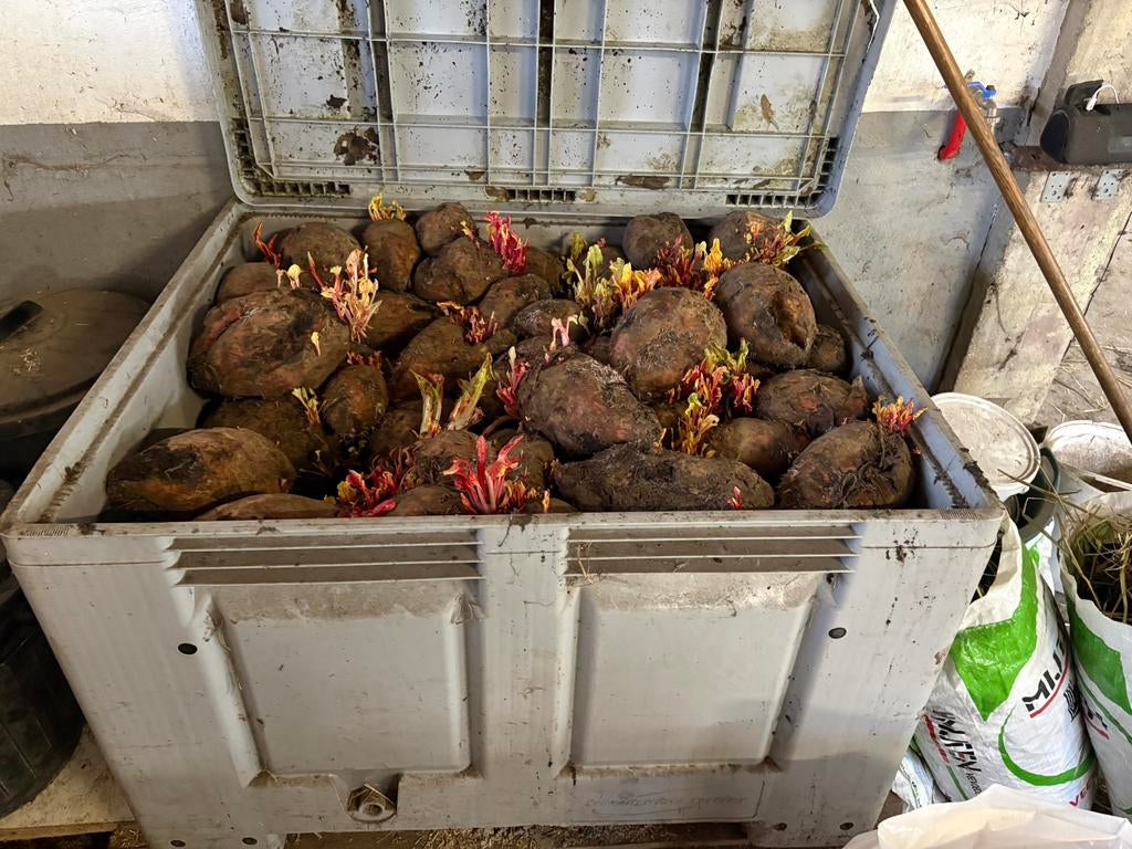 1 kubiek bieten, Dieren en Toebehoren, Dierenvoeding, Ophalen, Vee