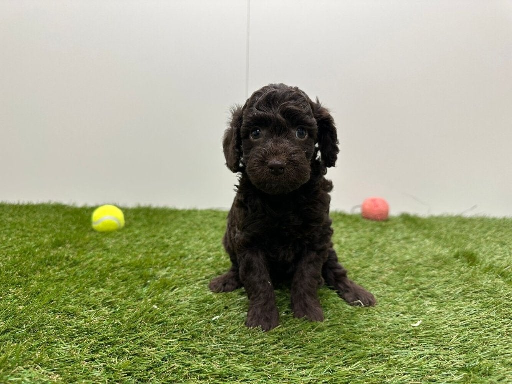 Nestje Dwergpoedel pups, Poedel, Parvo, België, 8 tot 15 weken
