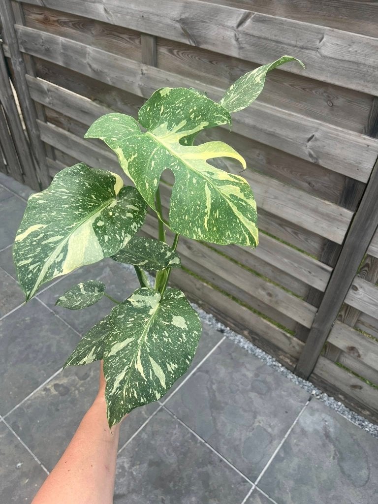 Monstera Thai Constellation, Huis en Inrichting, Kamerplanten, Ophalen of Verzenden