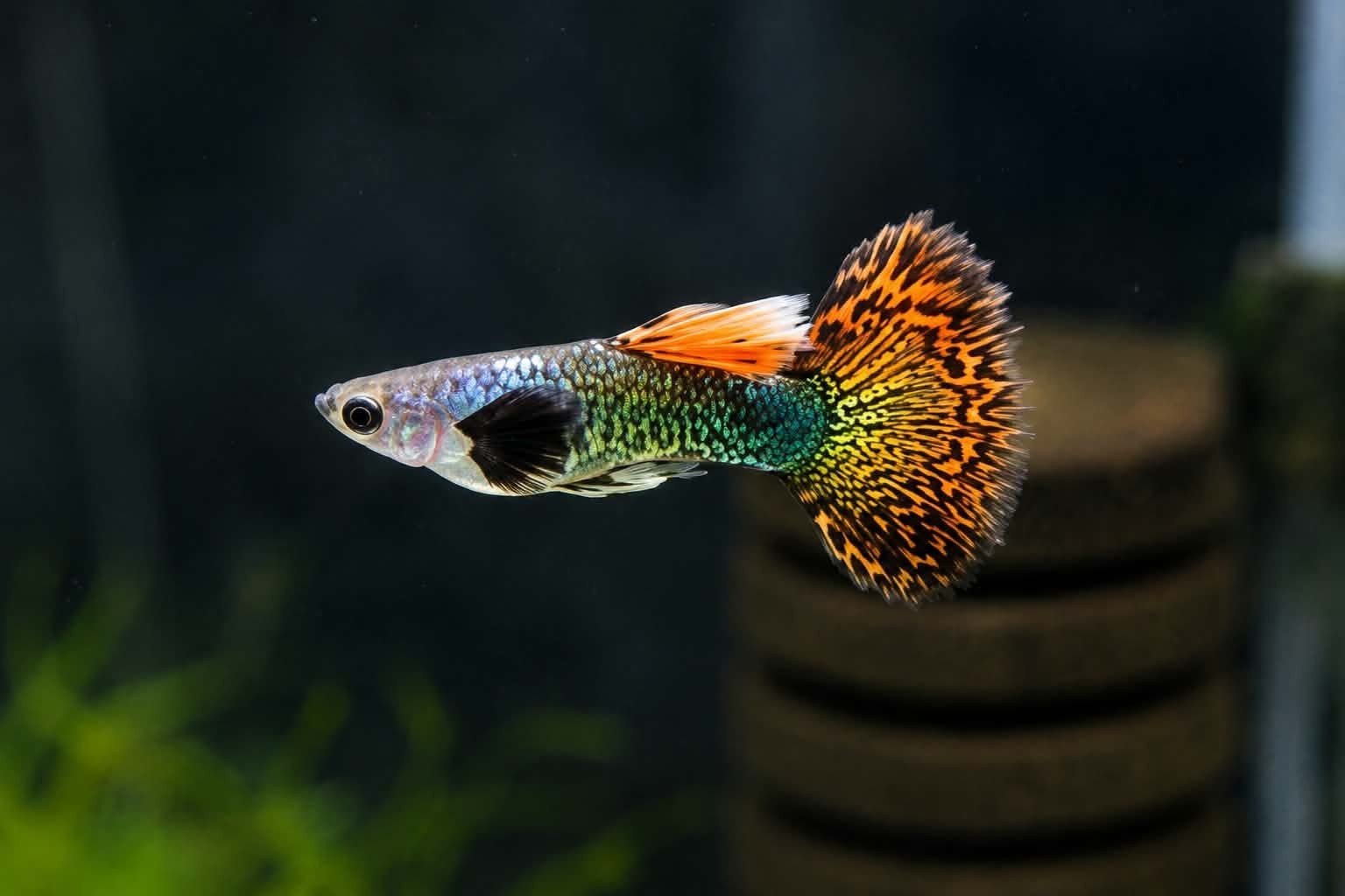 Silverado red dragon guppys, Dieren en Toebehoren, Vissen | Aquariumvissen