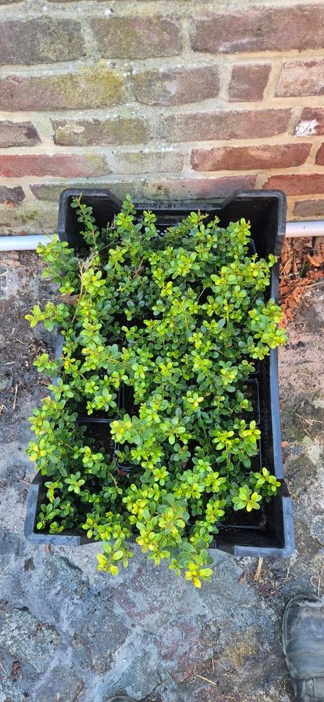 Ilex Crenata Green Hedge, Tuin en Terras, Ophalen