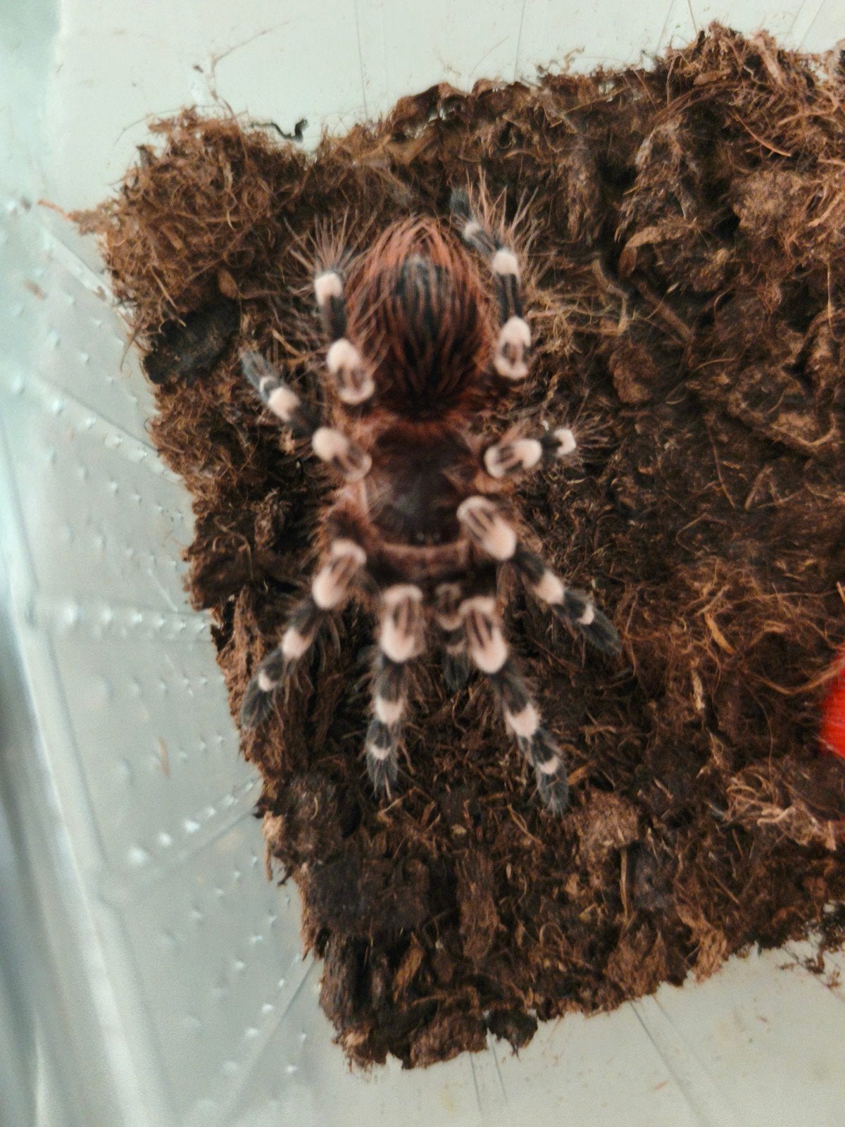 Braziliaanse Witknievogelspin Acanthoscurria geniculata
Filt