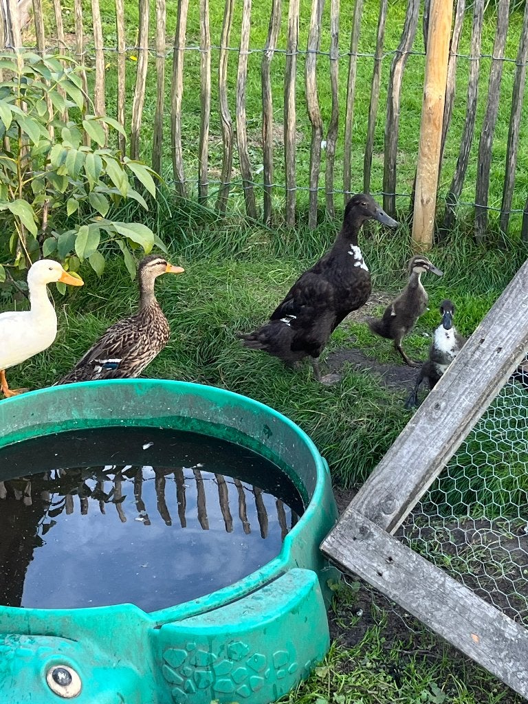 Diverse Eenden, Meerdere dieren, Tam