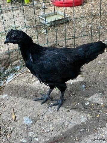 ayam cemani haan, Dieren en Toebehoren, Pluimvee, Mannelijk, Kip