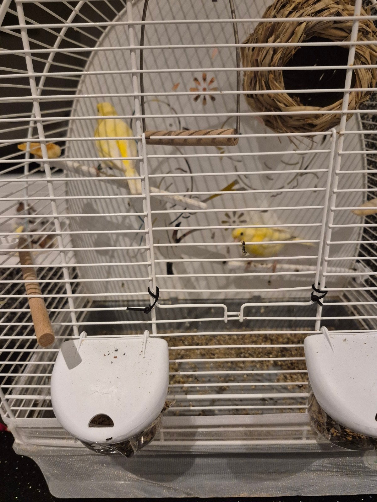 2 gele kanaries, Dieren en Toebehoren