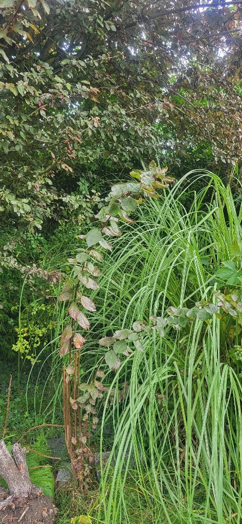 Kerspruim, Overige soorten, Lente, 100 tot 250 cm, Ophalen
