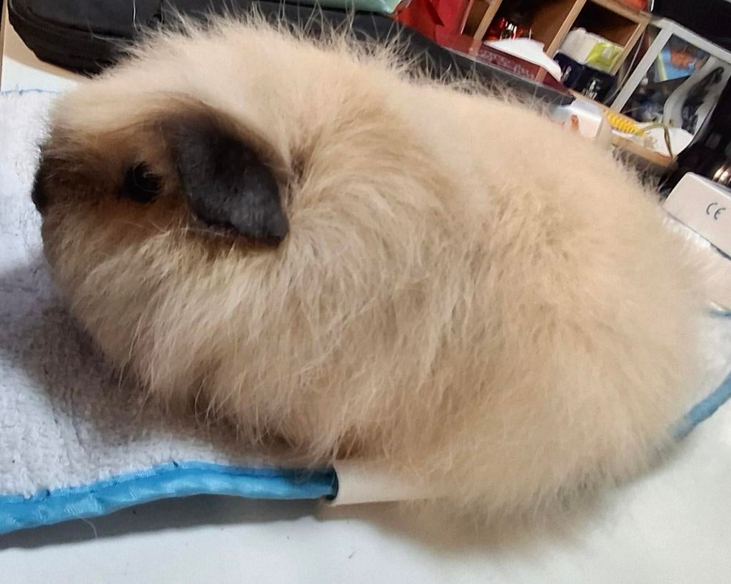 Gezocht: Teddy's California zeugjes en beertjes, Janvier, Cobaye